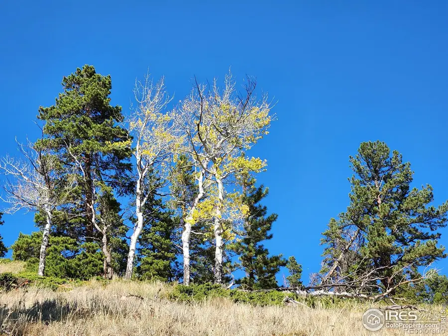 13729 Pingree Park Road, Bellvue, CO 80512 - Image #3