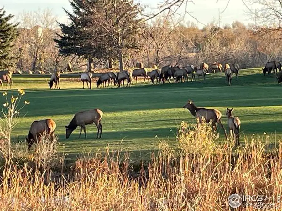 4339 Golf Vista Drive, Loveland, CO 80537 - Image #2