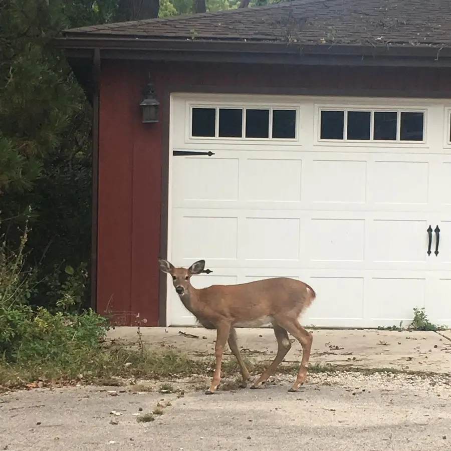 5787 N Clifford Avenue, Chicago, IL 60646 - Image #2