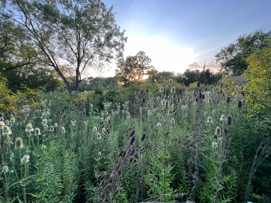 650 George Street, Barrington, IL 60010 - Image #2