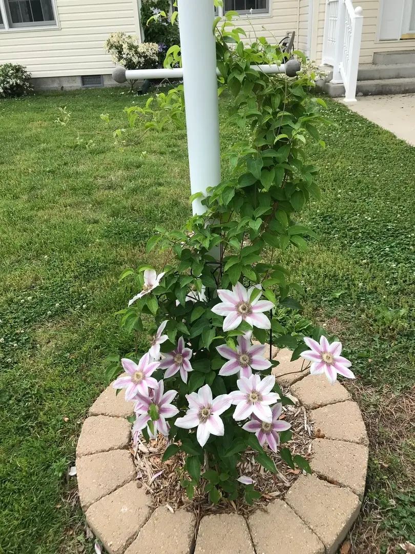 1015 S Locust Street, Sesser, IL 62884 - #2