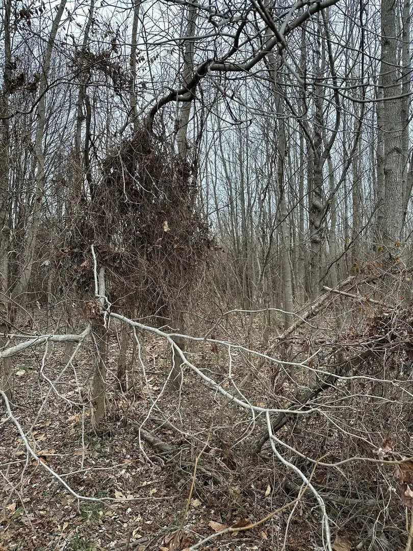 Lot 1 Pecan Road, Sunfield, IL 62832 - #1