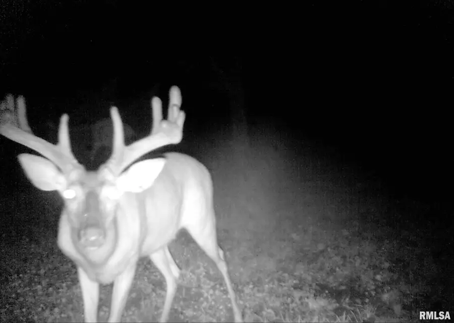 0000 Forest Road, Ava, IL 62907 - Image #3