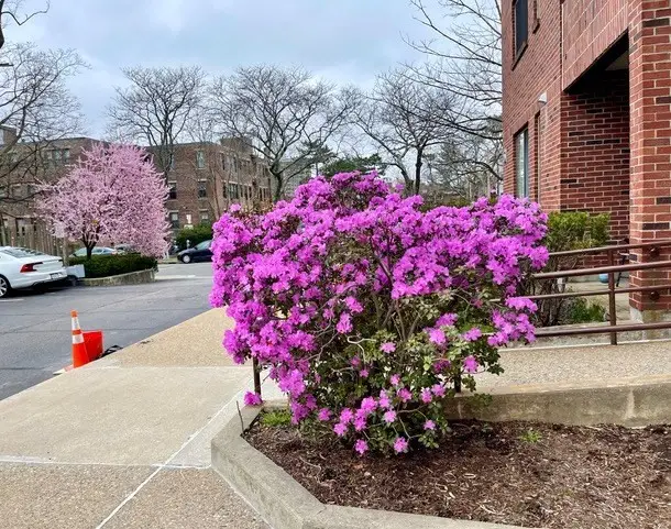 51 John St #201, Brookline, MA 02446 - Image #1