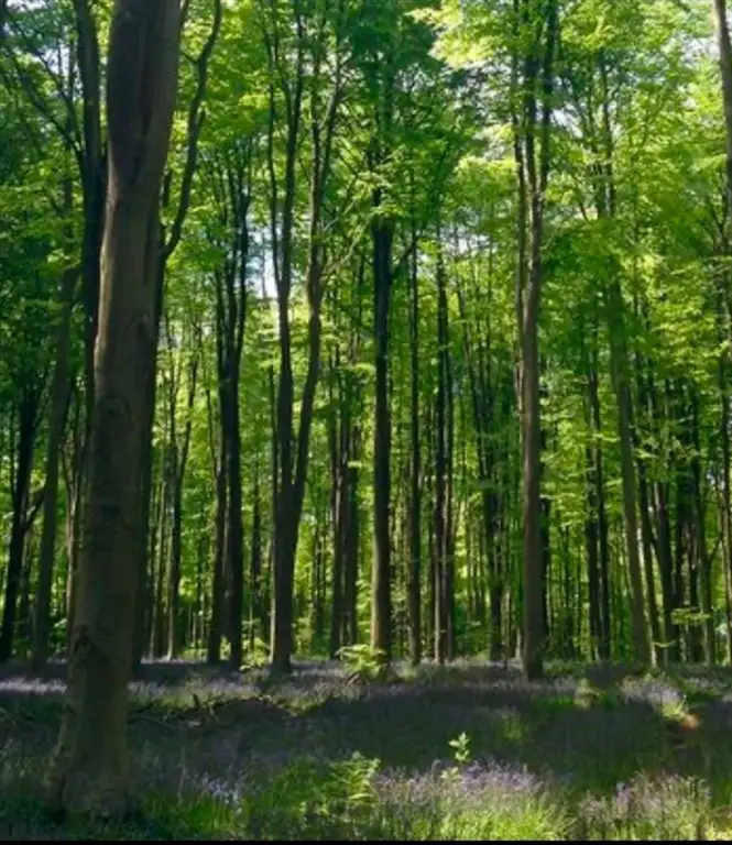 LOT 1 Winterberry Ln, North Easton, MA 02256 - #1