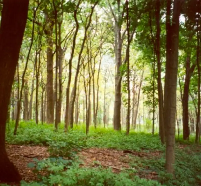 LOT 1 Winterberry Ln, North Easton, MA 02256 - #2