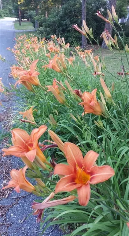 11 Webquish Ln, Mashpee, MA 02649 - #3