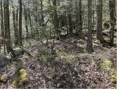 0 Burt Hill Rd Parcel 18, Tolland, MA 01034 - #2