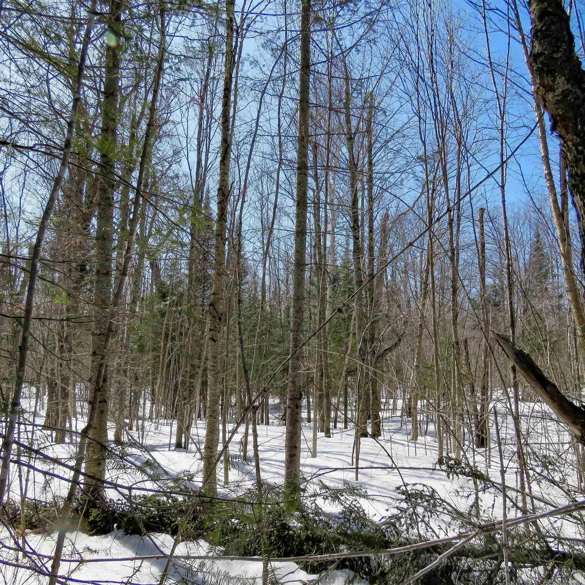 xxx County Hwy 8, Finland, MN 55603 - Image #1