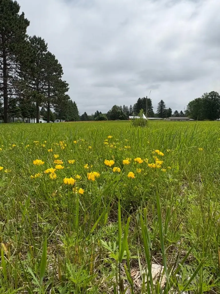 Xxxx Wrenshall St, Wrenshall, MN 55797 - Image #2