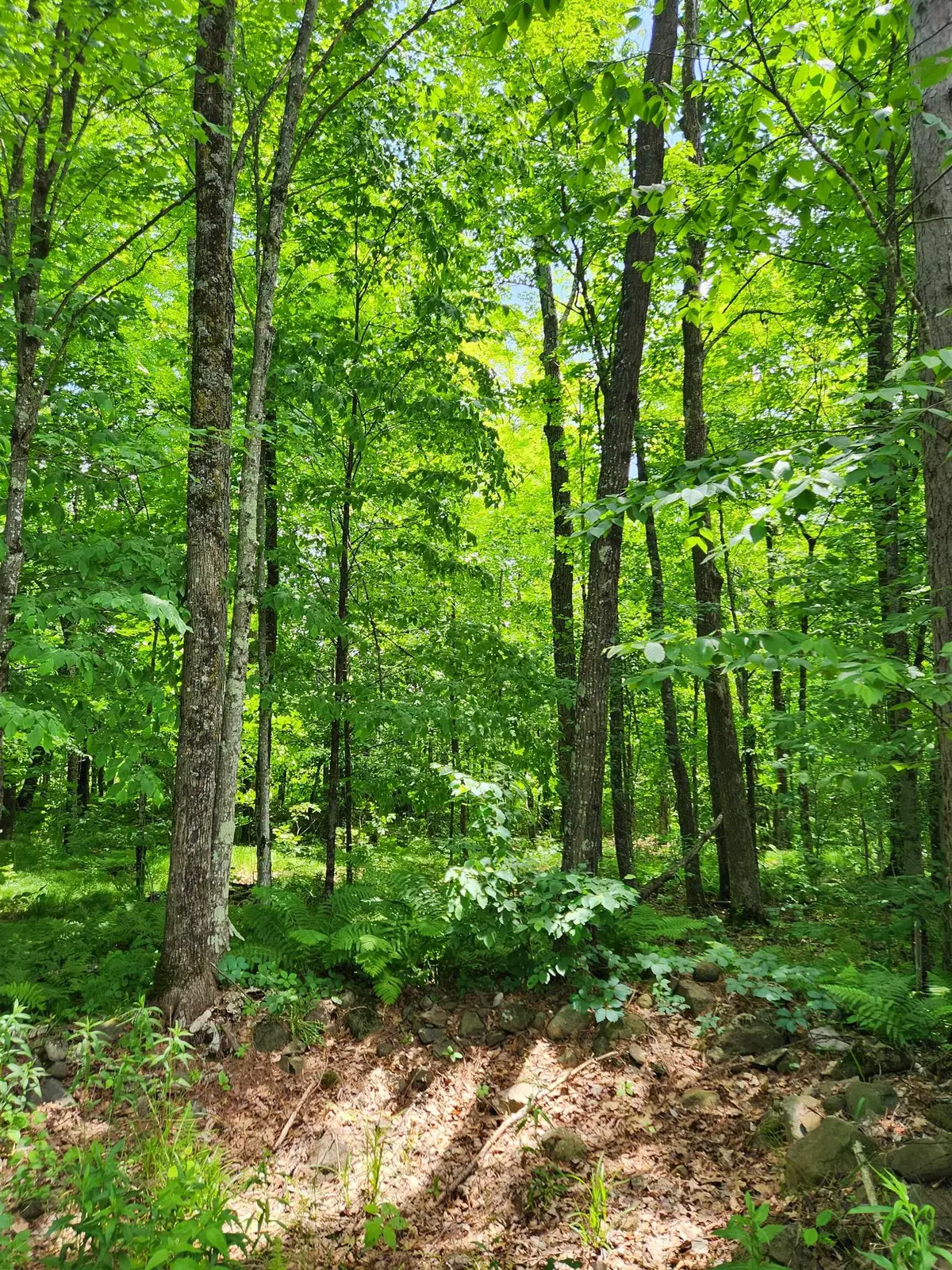 00 N Olson Rd, Hayward, WI 54843 - #1