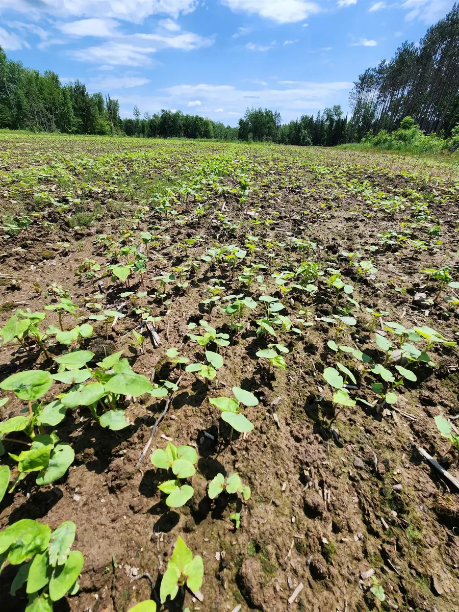 00 N Olson Rd, Hayward, WI 54843 - #3