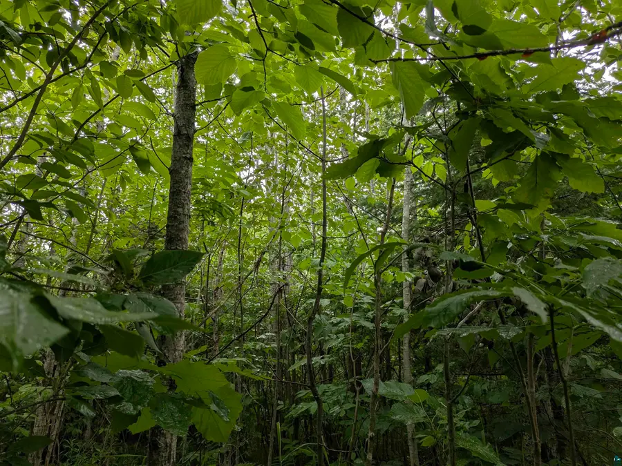 80 Acres on County Line Rd, Brule, WI 54820 - Image #3