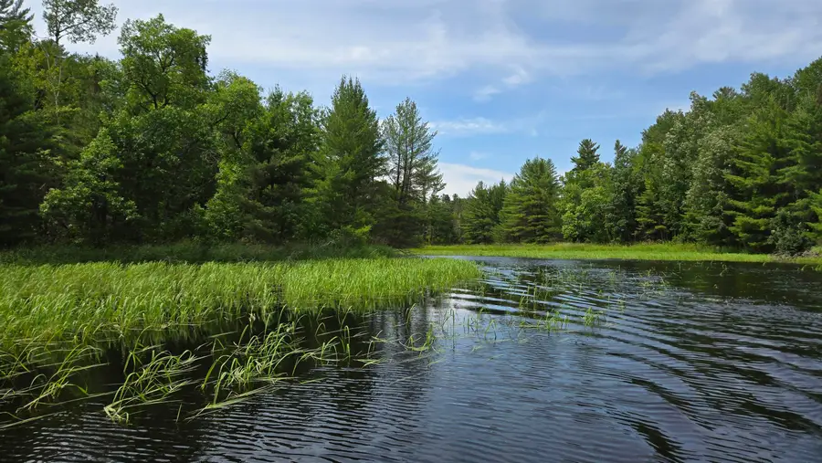 TBD 40N Rollick Creek, Crane Lake, MN 55725 - Image #3