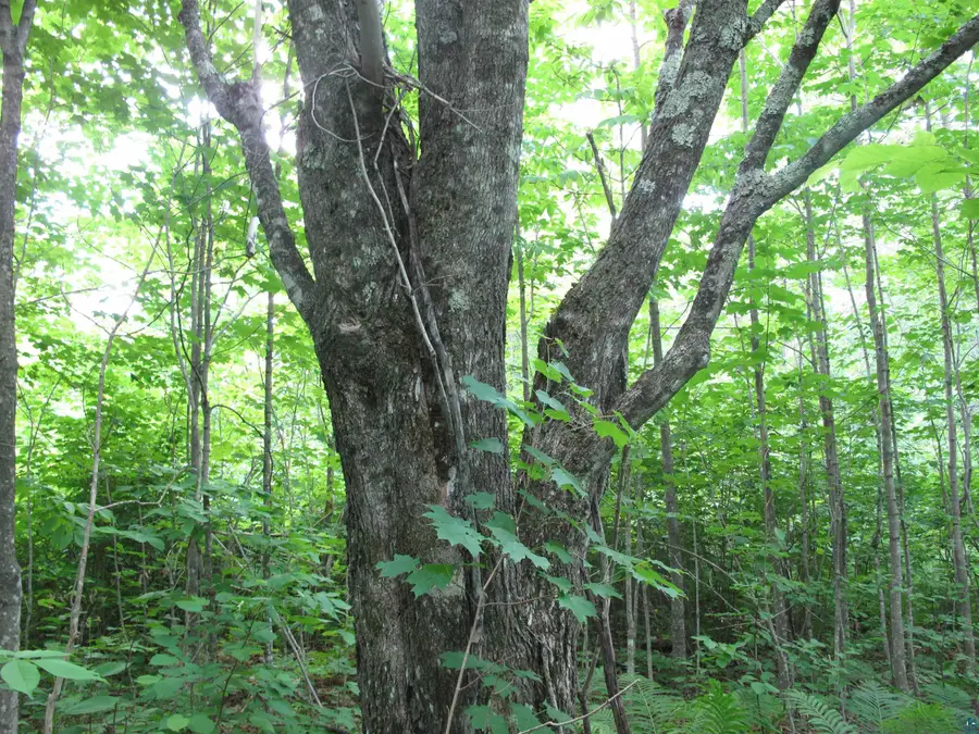 5xx Caribou Tr, Lutsen, MN 55612 - Image #3