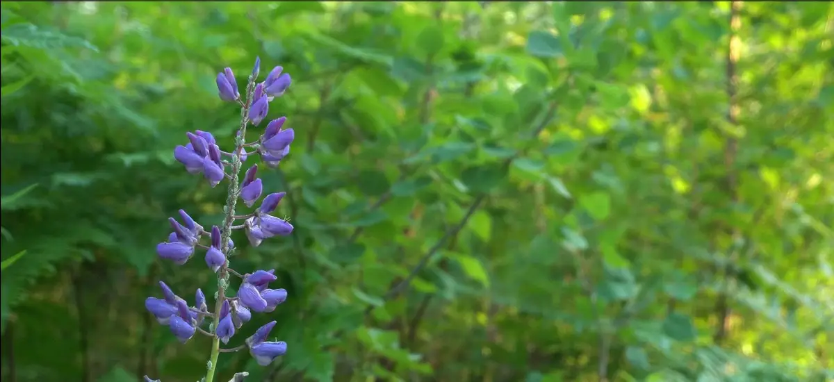 83xxx Ashwabay Heights Rd, Bayfield, WI 54814 - Image #1