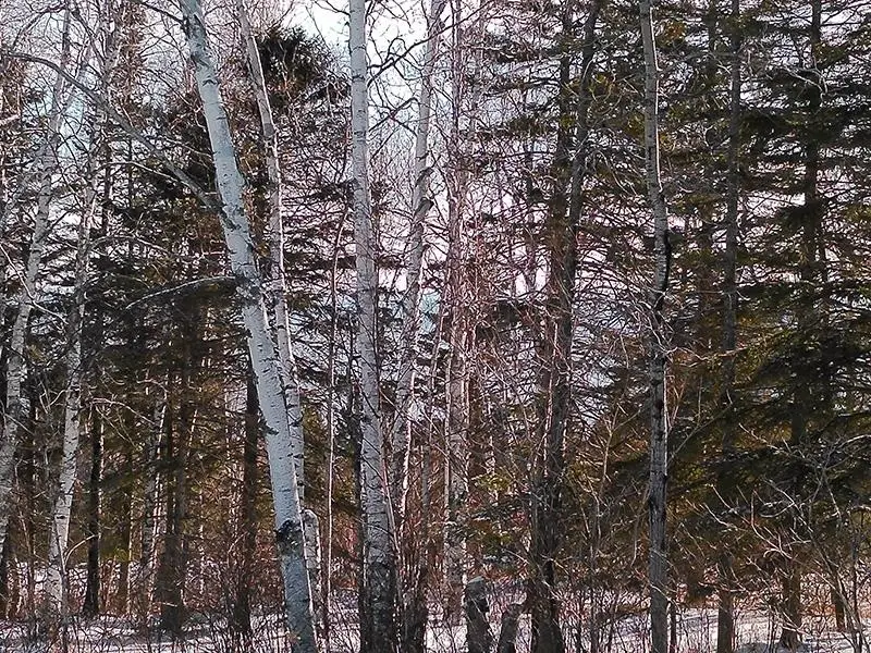 xxx Hoaglund Dr, Tofte, MN 55615 - Image #3