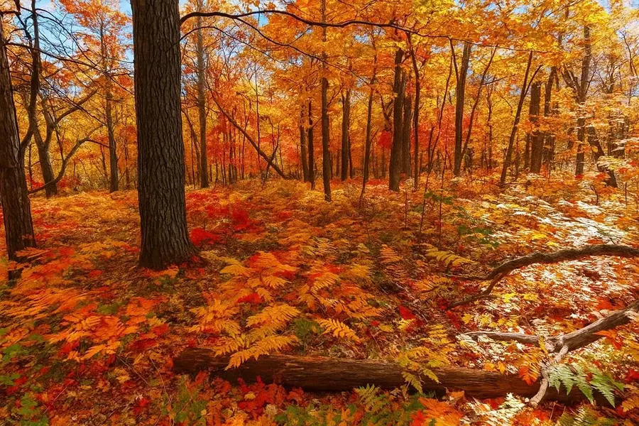 TBD Lot #2 Tressel Trail, Iron River, WI 54847 - Image #3