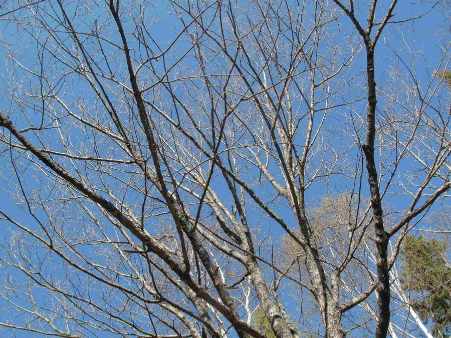 YYY Big Cedar Trl, Lutsen, MN 55612 - #3