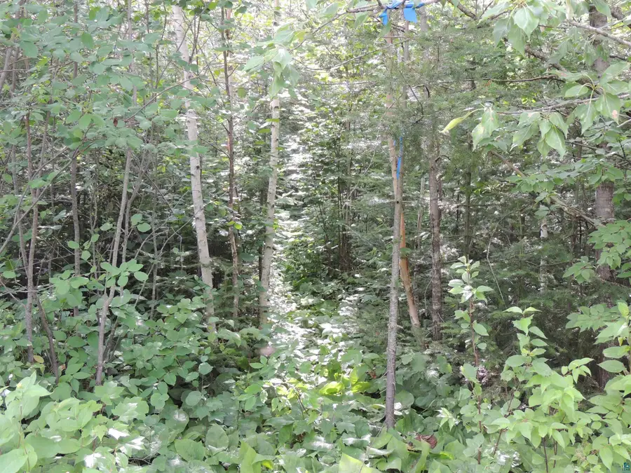 X2 Cougar Tr, Grand Marais, MN 55604 - #2