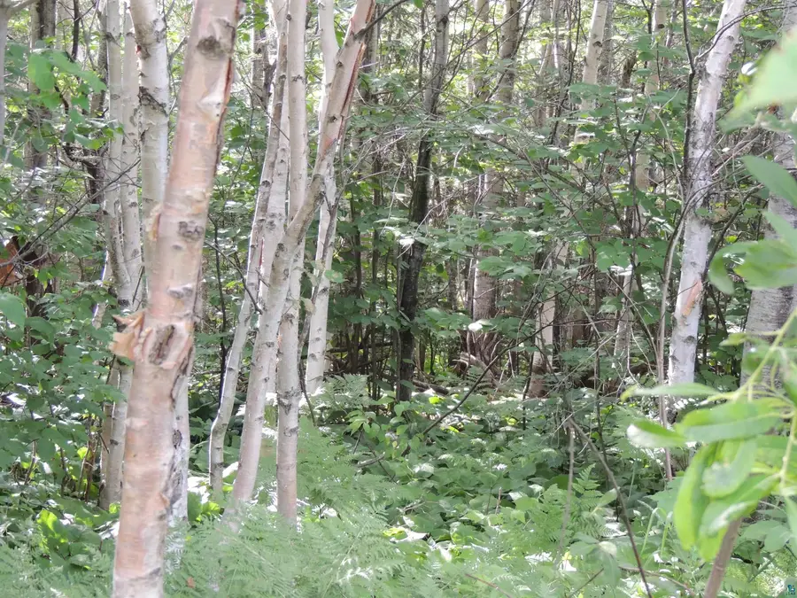 X2 Cougar Tr, Grand Marais, MN 55604 - #3