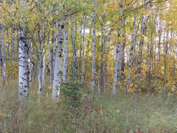 XB Brandon Ln, Grand Marais, MN 55604