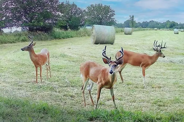 TBD SW 101st Road, Chilhowee, MO 64773