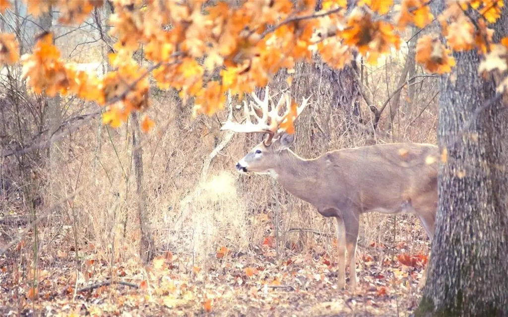 882 260th Street, Fort Scott, KS 66701 - Image #1