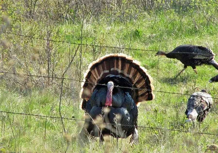 510 NW 100th Street, Spickard, MO 64679 - Image #3