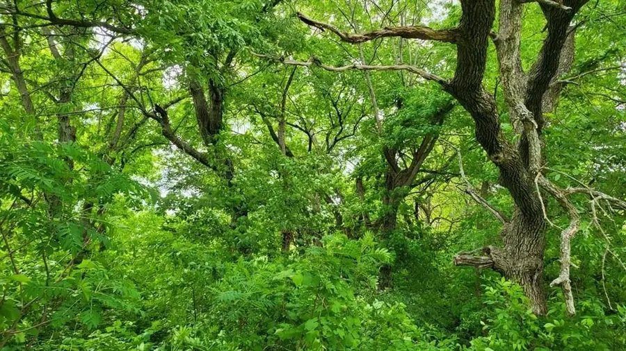 Lot 19 TBD SE Holstein Drive, Oak Grove, MO 64075 - Image #2