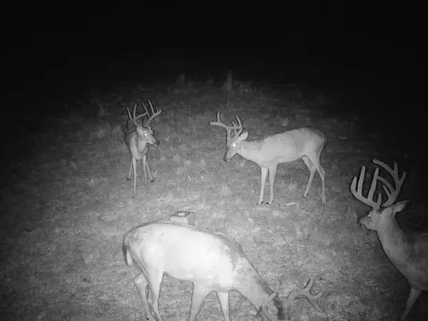 County Road Y 617 Road, Birch Tree, MO 65438