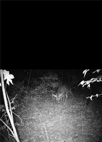 000 NW 576 Road, Lowry City, MO 64763 - Image #3