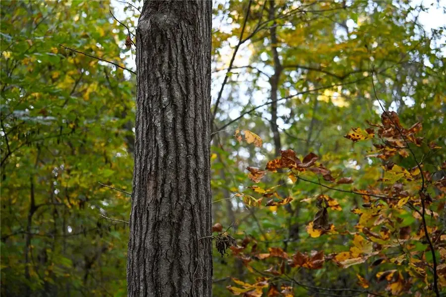 21395 S 725th Road, Stockton, MO 65785 - #2