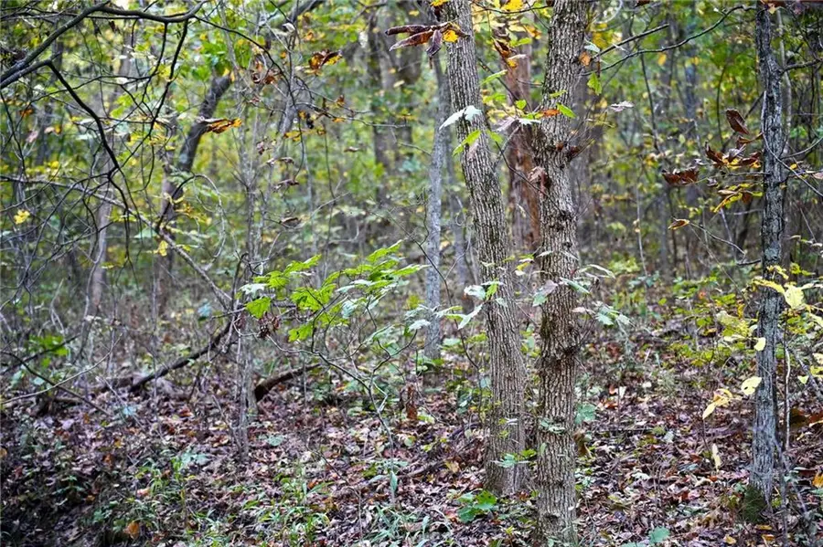 21395 S 725th Road, Stockton, MO 65785 - #3