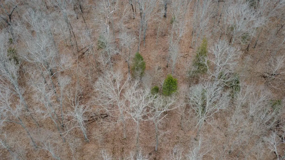 99.5 ACRES County Road 40, Cross Timbers, MO 65634 - #1