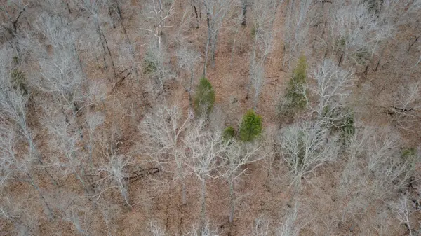 99.5 ACRES County Road 40, CROSS TIMBERS, MO 65634