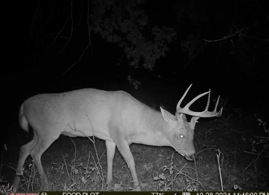 99.5 ACRES County Road 40, Cross Timbers, MO 65634 - #2