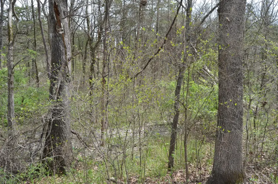 Lot 26 Poplar Road, Merriam Woods, MO 65740 - Image #3