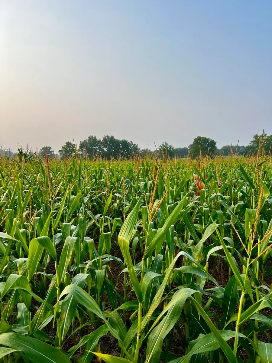 008 Highway 32, Stockton, MO 65785 - Image #2