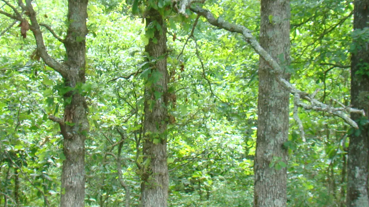 Tbd State Route Y, Mountain View, MO 65548 - Image #1