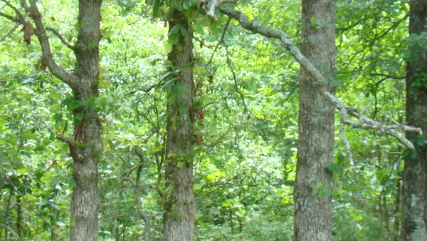 Tbd State Route Y, Mountain View, MO 65548