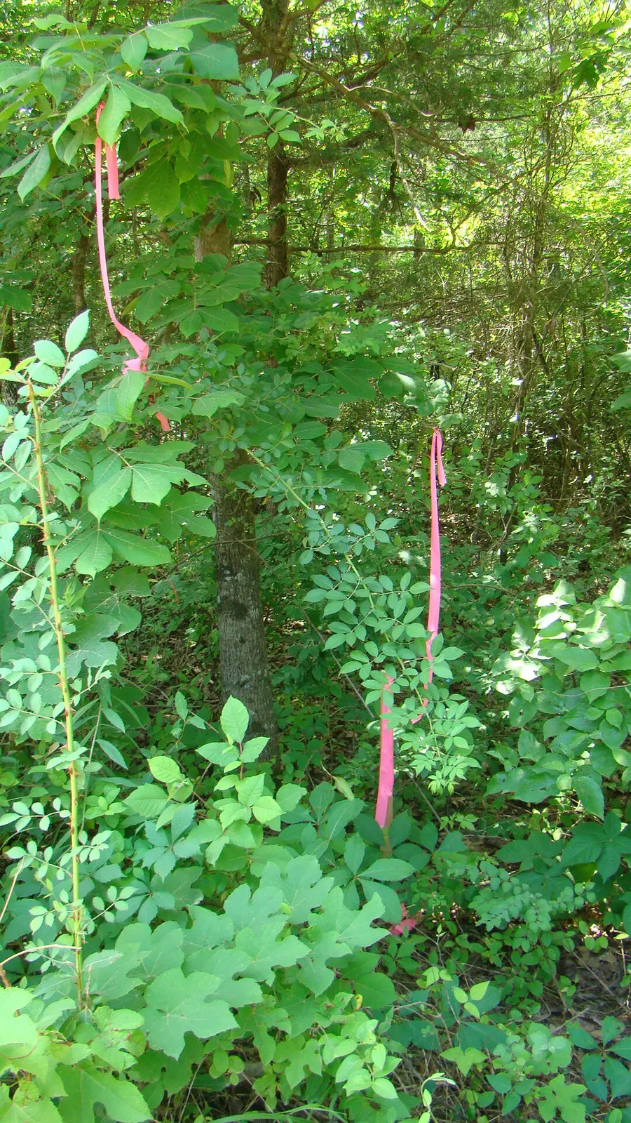 Tbd State Route Y, Mountain View, MO 65548 - Image #3