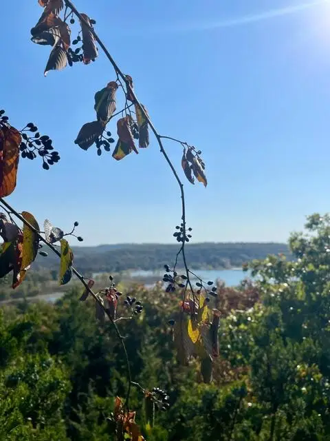 431 Crescent Drive, Hollister, MO 65672 - Image #2