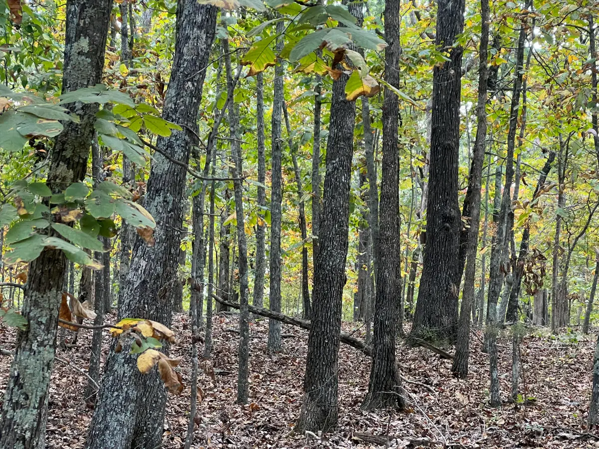 Lot 3 County Road 113, Alton, MO 65606 - Image #1