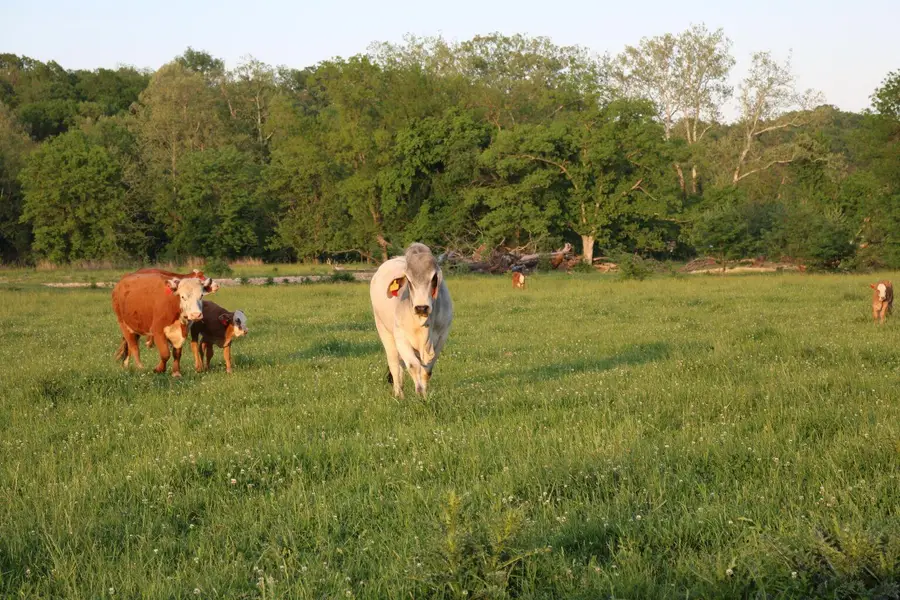 000 B71 Highway, Pineville, MO 64856 - Image #2