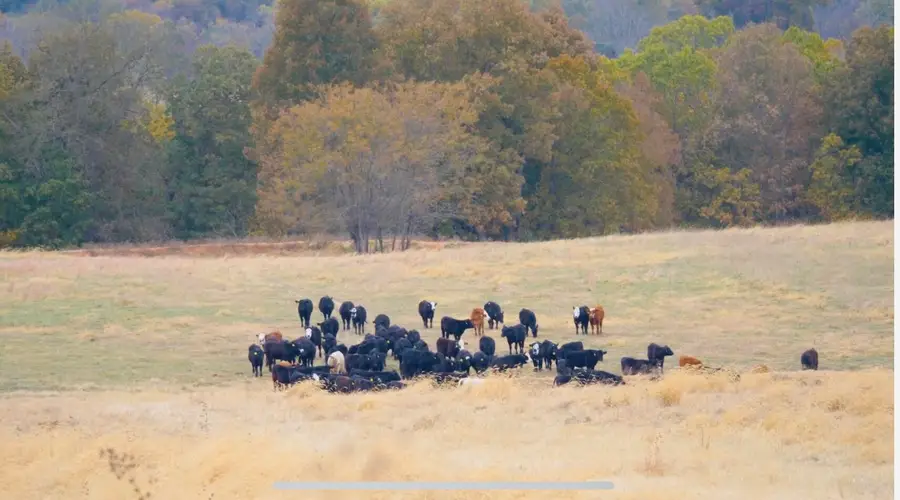 000 County Road 194, Dora, MO 65637 - Image #2