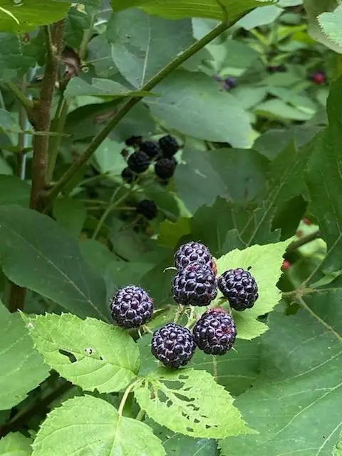 00 County Road 150, Preston, MO 65732 - Image #1