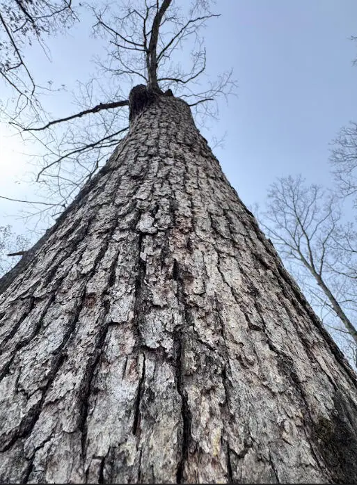 000 E 1474 Road Road, Stockton, MO 65785 - Image #3