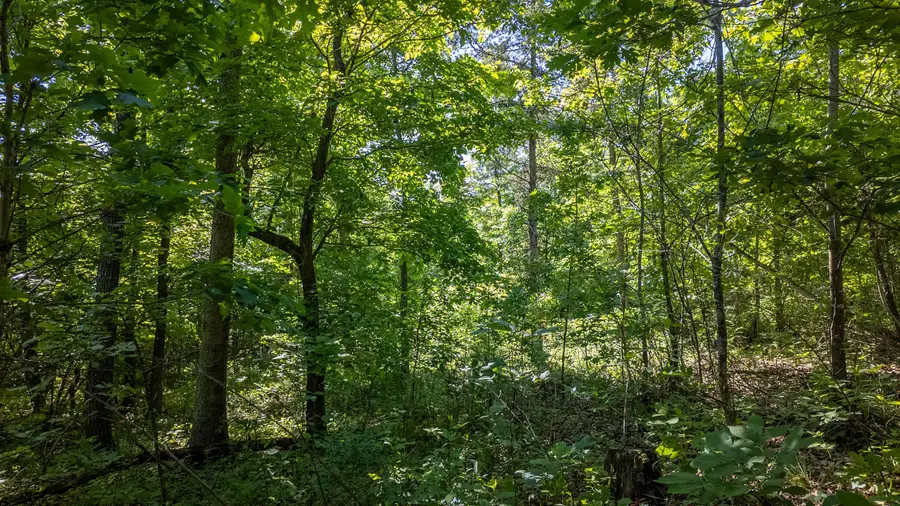 10412 Stella Way, Birch Tree, MO 65438 - Image #3