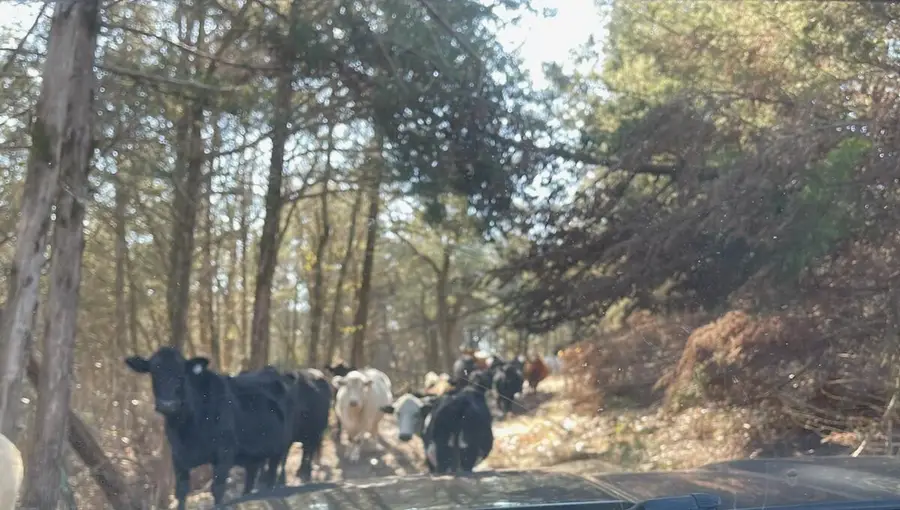 000 Us Hwy 160 #Section A & B, Gainesville, MO 65655 - Image #3